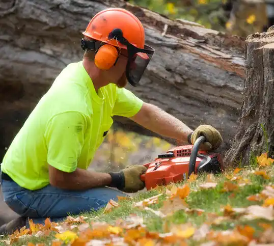 tree services San Pablo